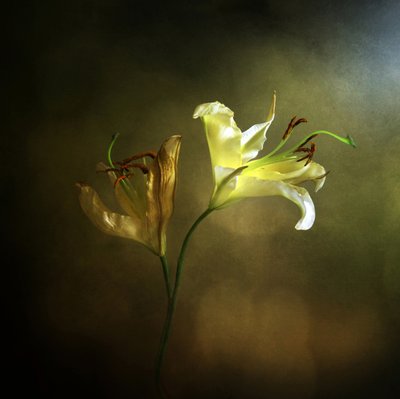 Le lys en fleur et fané - Margaret Halaby