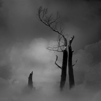 Des arbres dénudés, qui donnent une impression inquiétante - Margaret Halaby