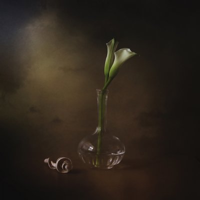 Élégants lis calla - Margaret Halaby