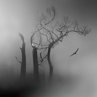 Lone Bird : Arbres brumeux - Margaret Halaby