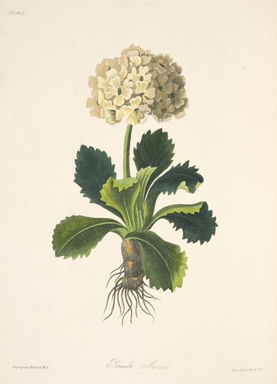 Auricule, des Illustrations florales des saisons, pub. 1829 - Margaret Roscoe