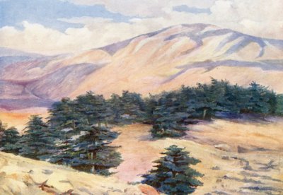 Vue générale des cèdres et Dehr el Kodib - Margaret Thomas