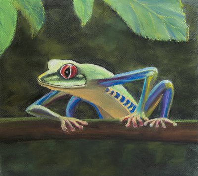 Grenouille arboricole - Margo Starkey