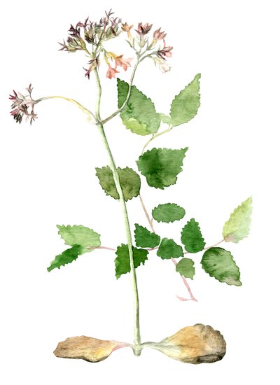 Fleurs, 2018 - Maria Basea