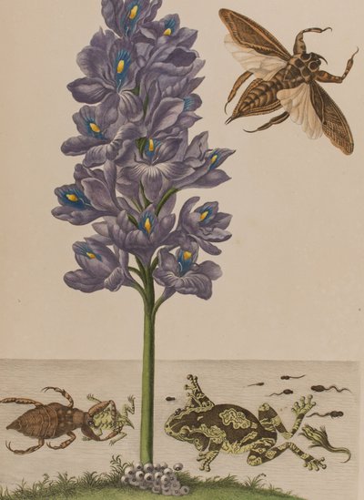 Illustration de 