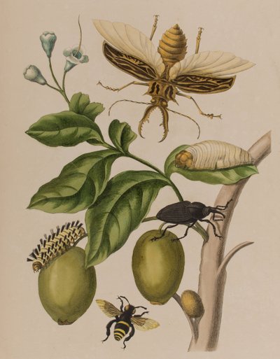 Illustration de 