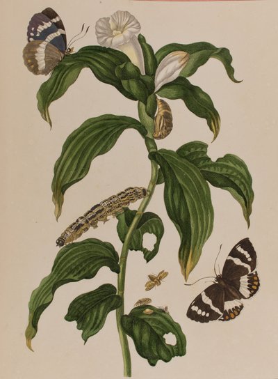 Illustration de 