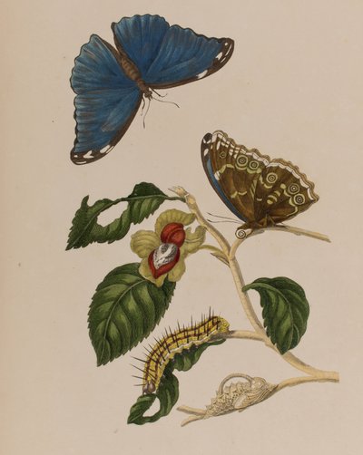 Illustration de 