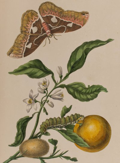 Illustration de 