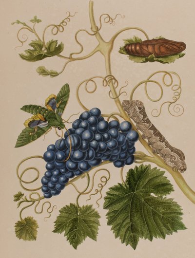 Illustration de 