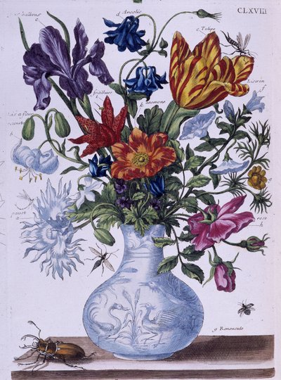 Scarabée et différentes fleurs - dess. par Maria Sibylla Merian, n.d., vers fin 18e siècle - Maria Sibylla Merian
