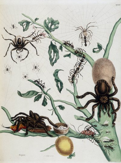 Araignées noires sur Guajave se nourrissant de fourmis ou attrapant des colobritgens dans leur nid dans "Histoire générale des insectes du Surinam et de toute l