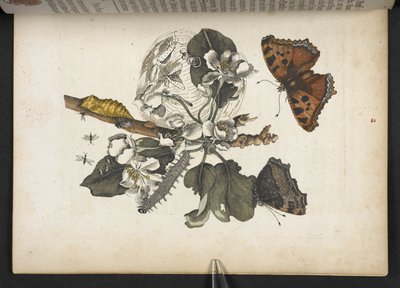 Papillons, chenilles et cocon, de 