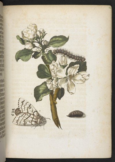 La merveilleuse transformation des chenilles et leur nourriture florale... - Maria Sibylla Merian