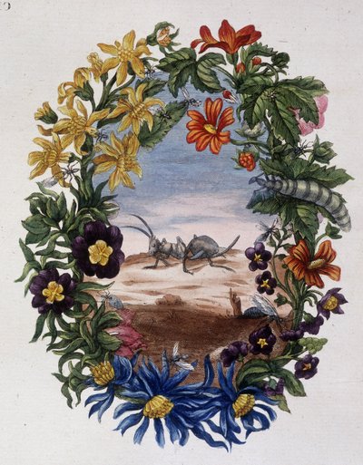 Fourmi - Maria Sibylla Merian