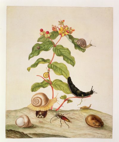 No.1146c Hypericum Baxiforum avec escargots et un coléoptère, 1695 - Maria Sibylla Merian