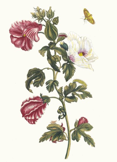 Althea. Du Livre Metamorphosis insectorum Surinamensium, 1705 - Maria Sibylla Merian