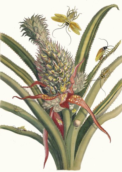 Ananas. Du livre Metamorphosis insectorum Surinamensium, 1705 - Maria Sibylla Merian