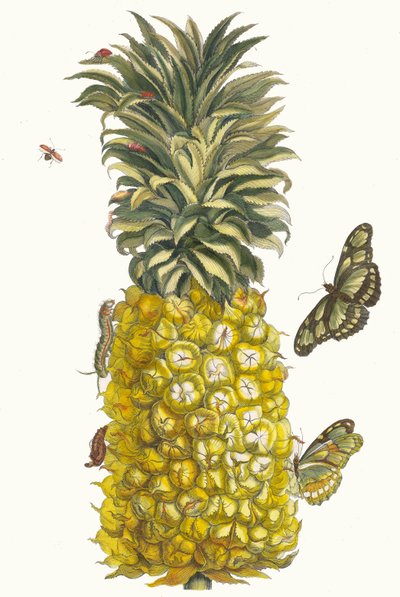 Ananas mur. Du livre Metamorphosis insectorum Surinamensium, 1705 - Maria Sibylla Merian