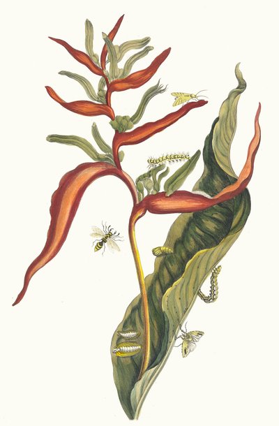 Ballia. Du livre Metamorphosis insectorum Surinamensium, 1705 - Maria Sibylla Merian