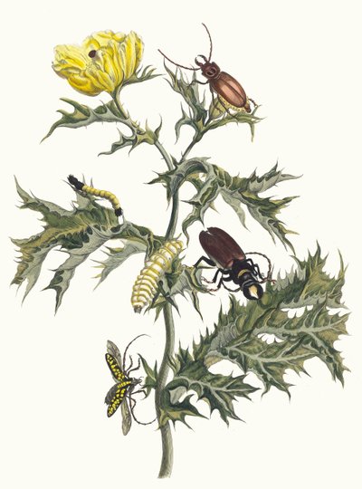 Carduus spinosus. Du livre Metamorphosis insectorum Surinamensium, 1705 - Maria Sibylla Merian