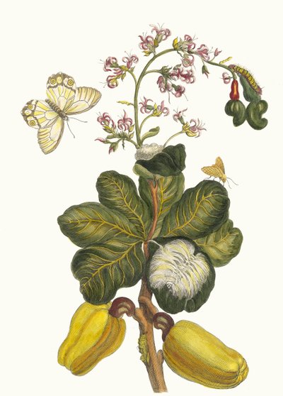 Caschou. Du livre Metamorphosis insectorum Surinamensium, 1705 - Maria Sibylla Merian
