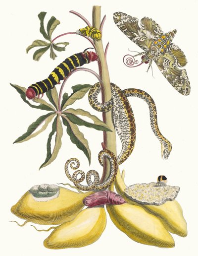 Cassave. Du livre Metamorphosis insectorum Surinamensium - Maria Sibylla Merian