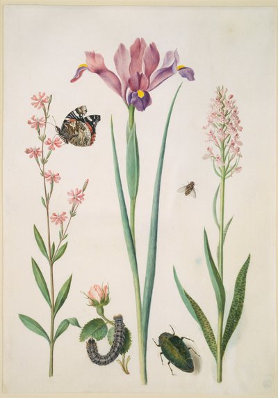 - Maria Sibylla Merian