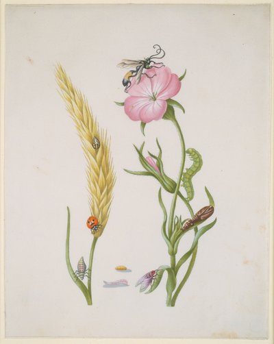  - Maria Sibylla Merian