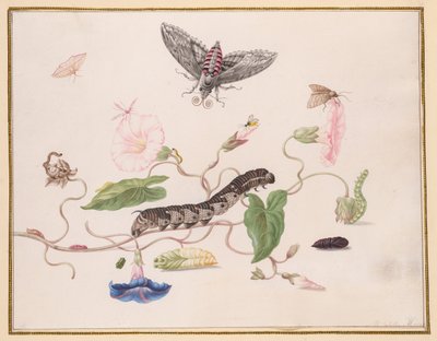 Liseron et Métamorphose du Sphinx du Liseron - Maria Sibylla Merian