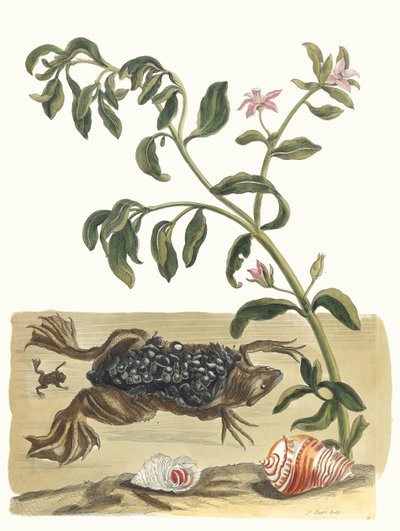 Cresson. Du livre Metamorphosis insectorum Surinamensium, 1705 - Maria Sibylla Merian