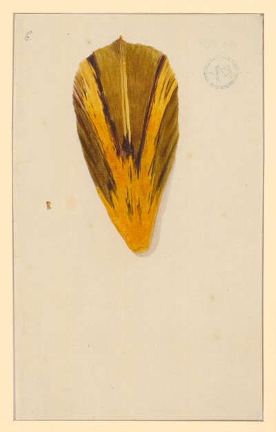 Pétales de tulipe isolés - Maria Sibylla Merian