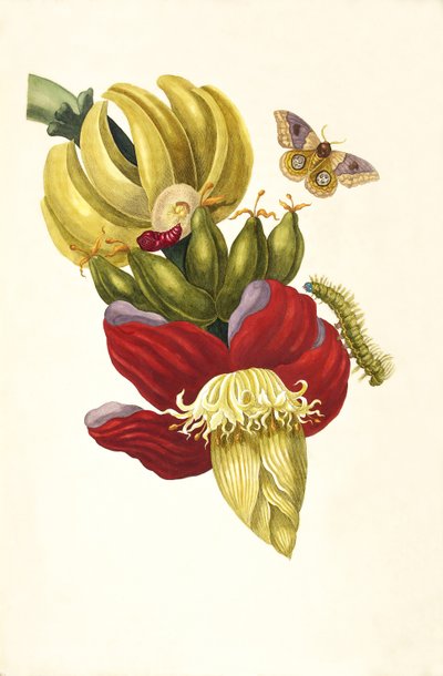 Du livre Metamorphosis insectorum Surinamensium - Maria Sibylla Merian