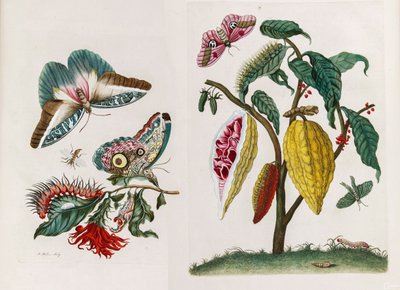 Du livre Metamorphosis insectorum Surinamensium, 1705 - Maria Sibylla Merian