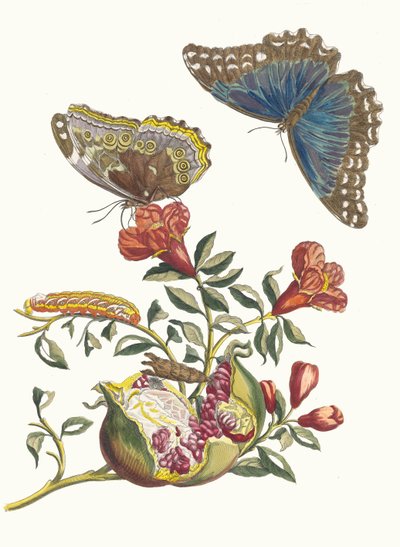 Grenadier. Du livre Metamorphosis insectorum Surinamensium, 1705 - Maria Sibylla Merian