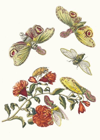 Grenadier. Du livre Metamorphosis insectorum Surinamensium - Maria Sibylla Merian
