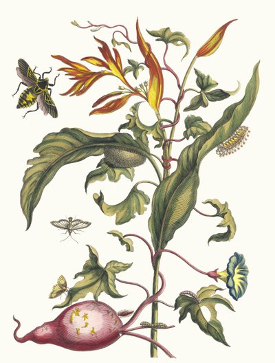 Ipomoea batatas et Heliconia psittacorum. Du livre Metamorphosis insectorum..., 1705 - Maria Sibylla Merian