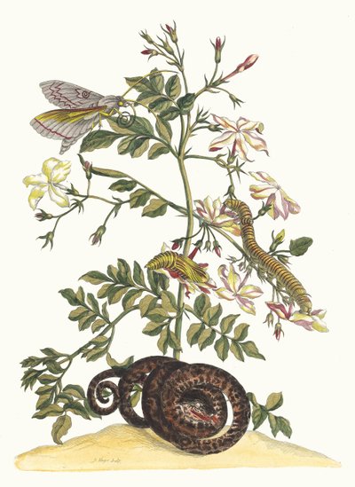 Jasminum grandiflorum. Du Livre Metamorphosis insectorum Surinamensium - Maria Sibylla Merian