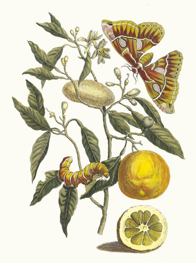 Citron. Du livre Metamorphosis insectorum Surinamensium, 1705 - Maria Sibylla Merian