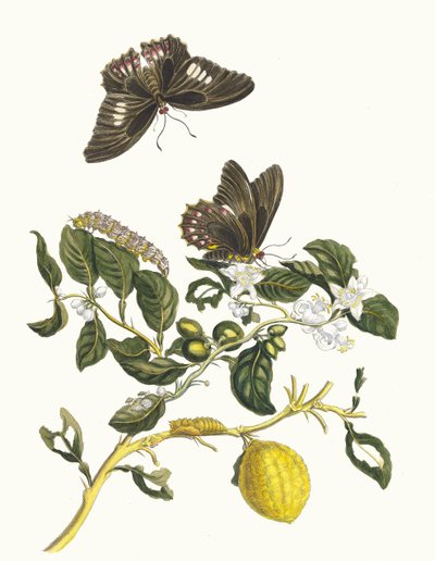 Limonier. Du livre Metamorphosis insectorum Surinamensium - Maria Sibylla Merian