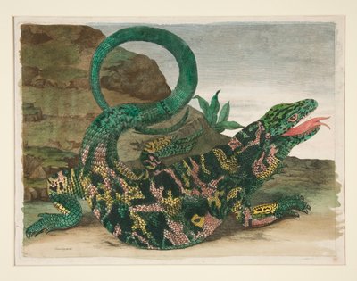 Lézard, de Metamorphosis Insectorum Surinamensium - Maria Sibylla Merian