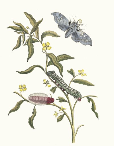 Ludwigia octovalvis. Du livre Metamorphosis insectorum Surinamensium, 1705 - Maria Sibylla Merian