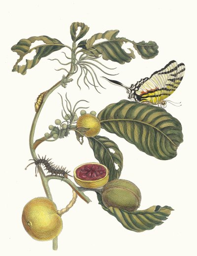 Boîtes de marmelade Boom. Du livre 