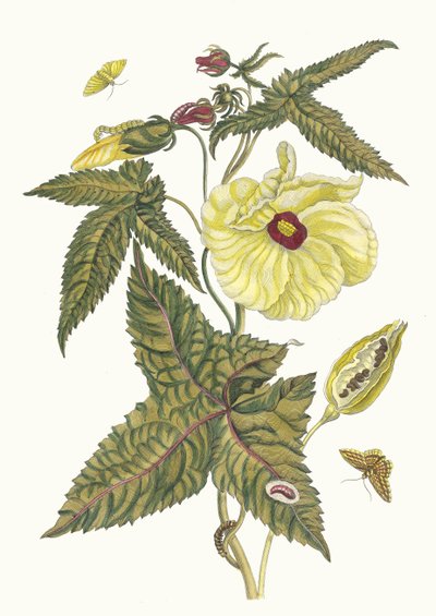 Muscus-Bloem. Du livre Metamorphosis insectorum Surinamensium - Maria Sibylla Merian