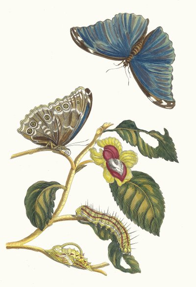 Néflier. Du livre Metamorphosis insectorum Surinamensium - Maria Sibylla Merian