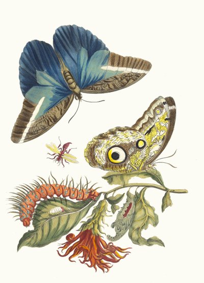 Pachystachys coccinea. Du livre Metamorphosis insectorum Surinamensium, 1705 - Maria Sibylla Merian