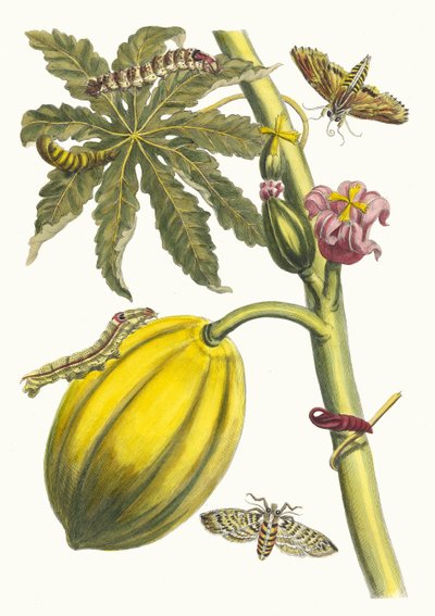 Papaye. Du livre Metamorphosis insectorum Surinamensium, 1705 - Maria Sibylla Merian