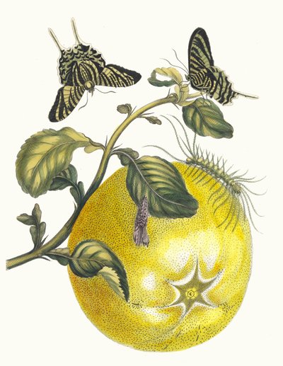 Pompelmous. Du livre Metamorphosis insectorum Surinamensium - Maria Sibylla Merian