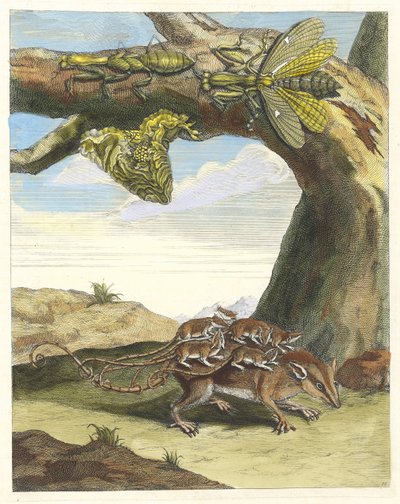 Rat de forêt. Du livre Metamorphosis insectorum Surinamensium, 1705 - Maria Sibylla Merian