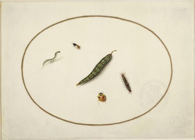 Chenilles et insectes, dans un ovale horizontal, bordés d
